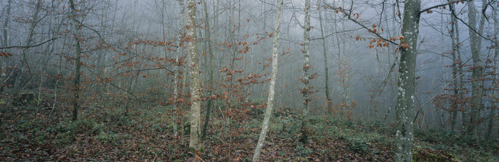 Irchelwald, Study #10