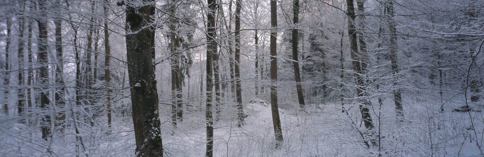 Irchelwald, Study #8