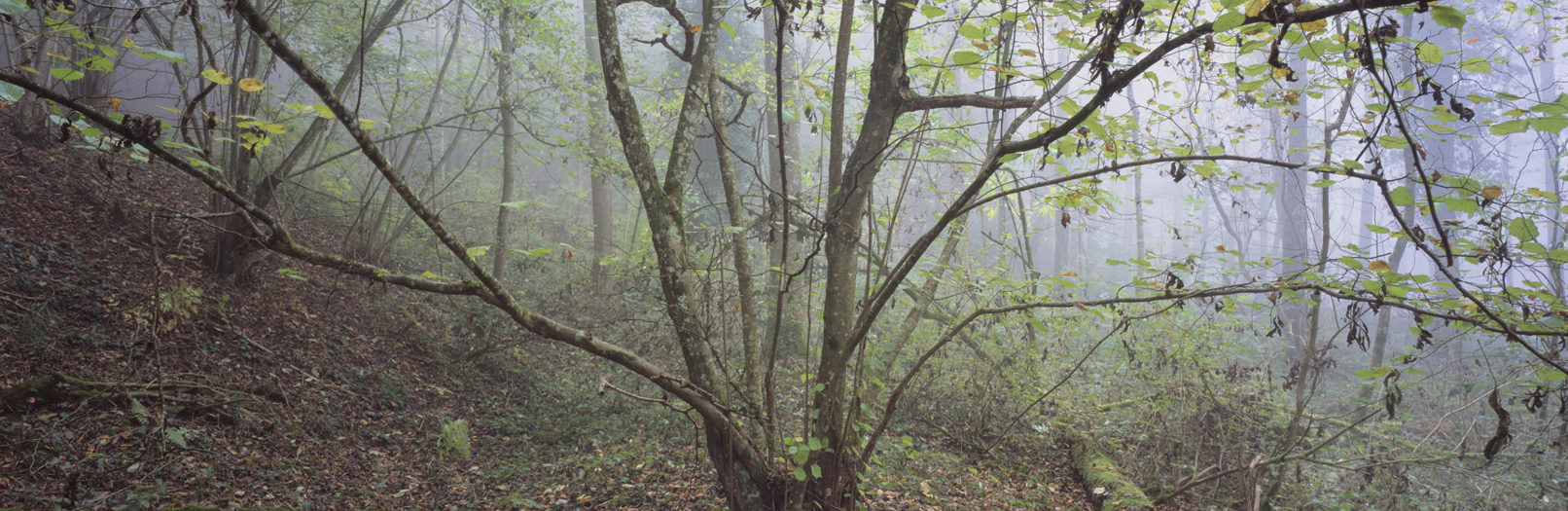 Irchelwald, Study #7