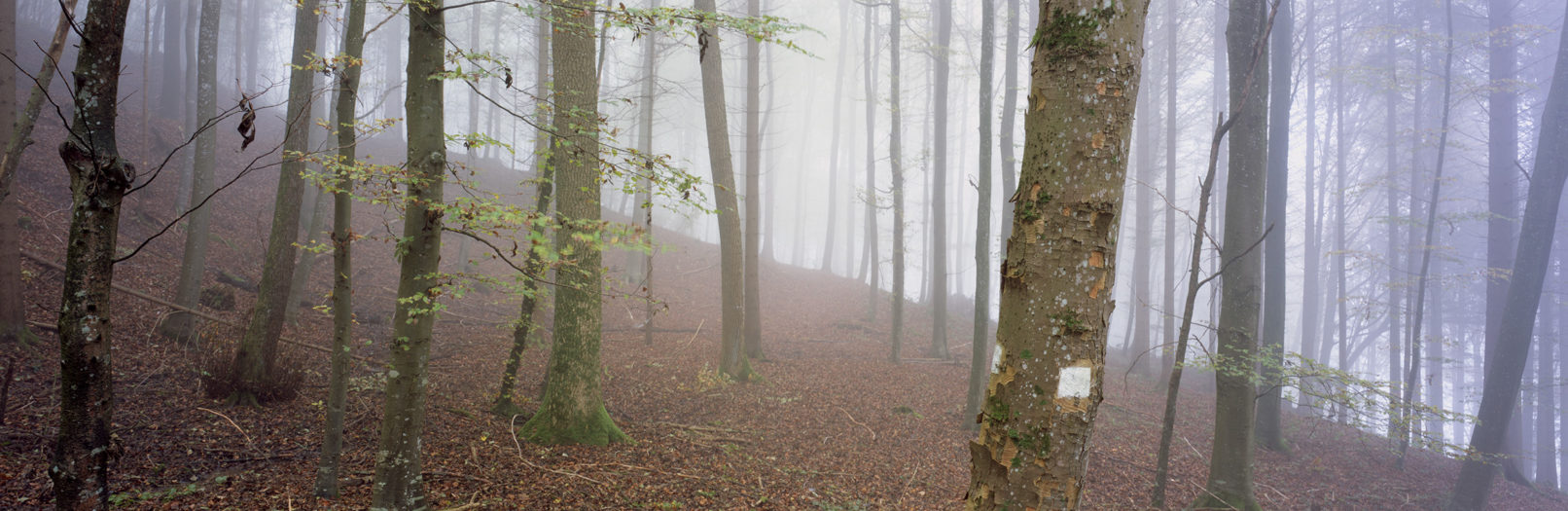 Irchelwald, Study #6