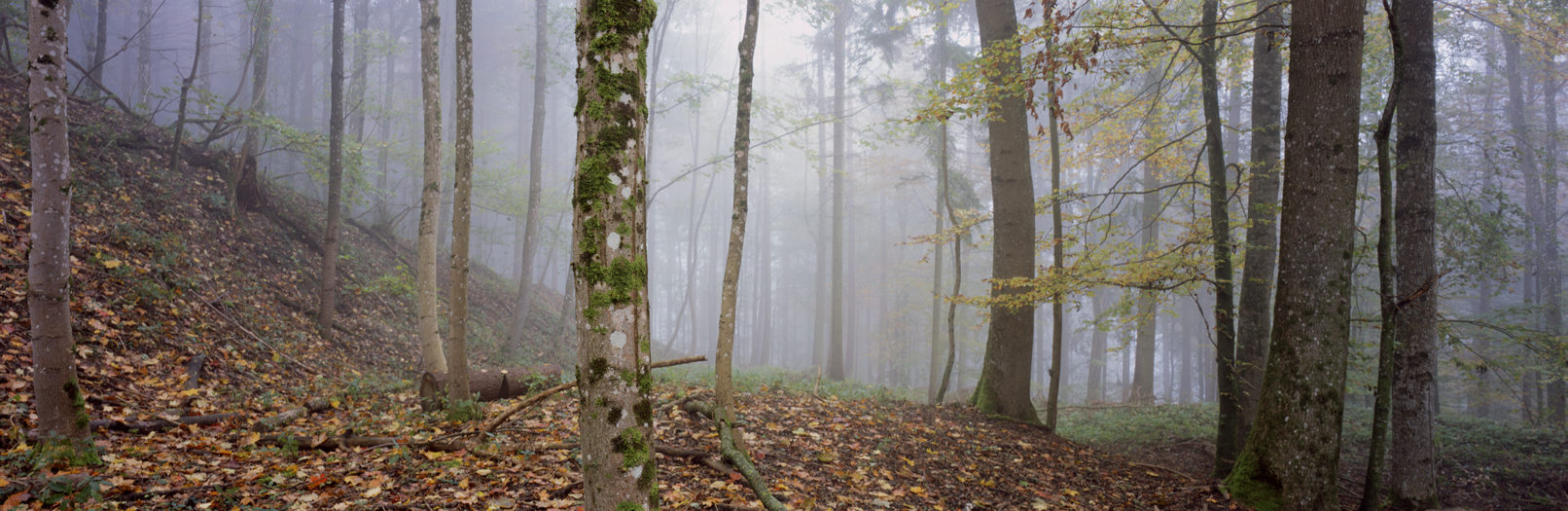 Irchelwald, Study #5