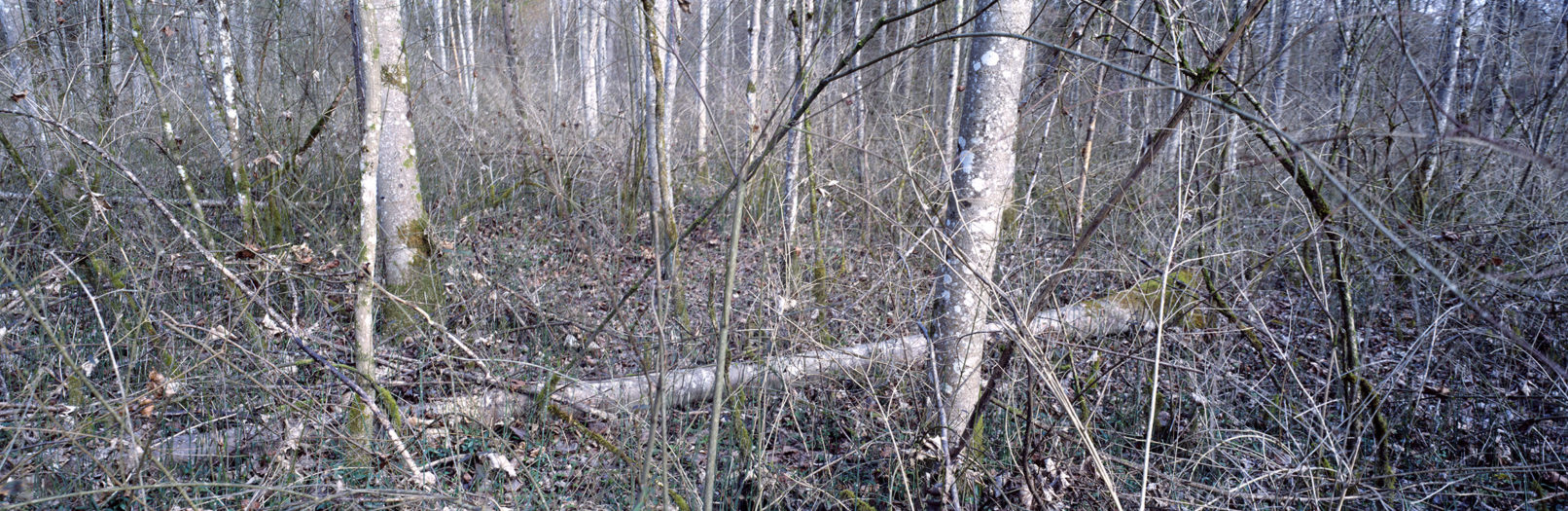 Irchelwald, Study #4