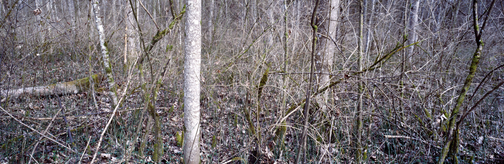 Irchelwald, Study #3