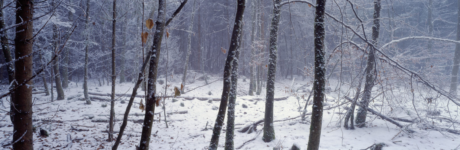 Irchelwald, Study #2