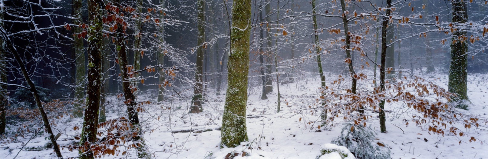 Irchelwald, Study #1